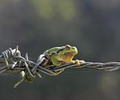 boomkikker (hyla arborea) 9945